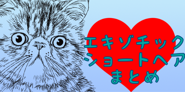 鼻ぺちゃがたまらない!エキゾチックショートヘア